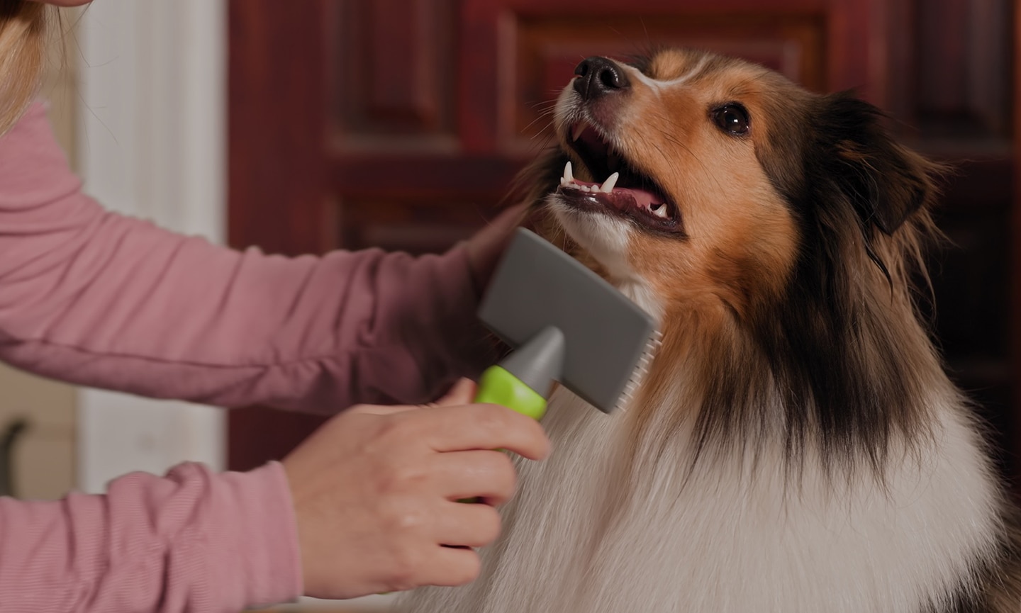 woman brushing a dog