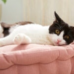 Cat Asthma: Signs, Causes, and Treatment
