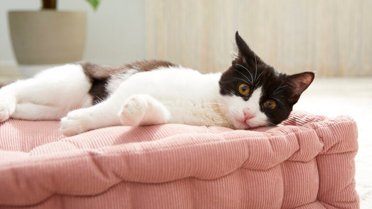 cat lying down. Learn about cat asthma.