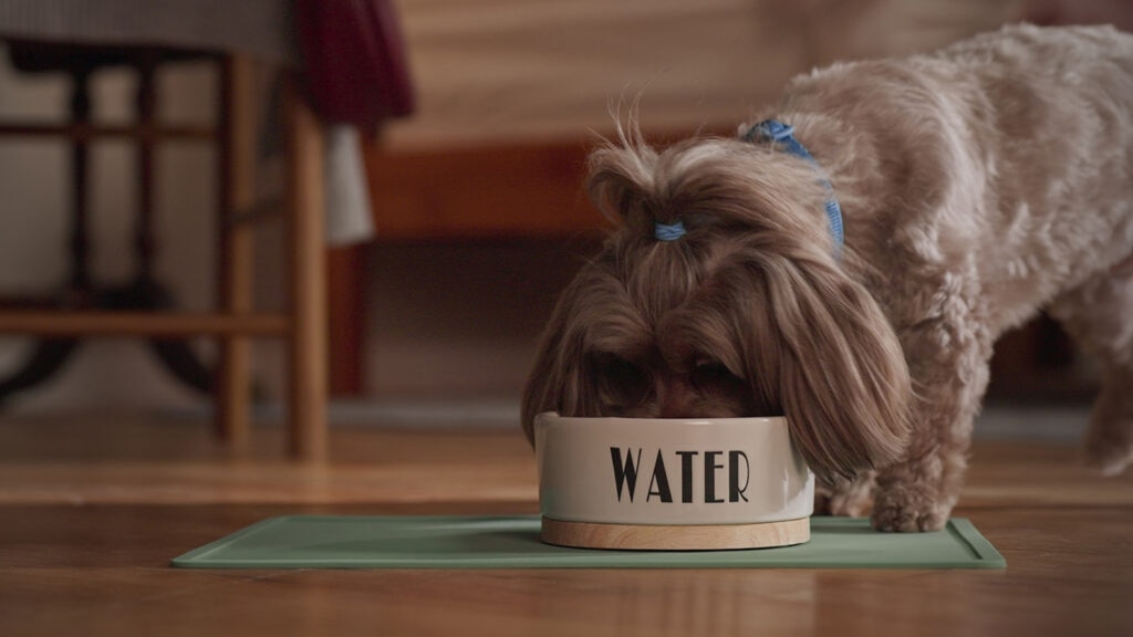 dog drinking water