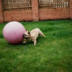 What Is Treibball for Dogs? A Beginner’s Guide to the Herding Sport