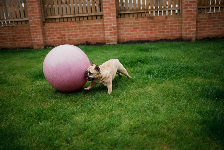 A Frenchie with a pink yoga ball pushes it around in a game of treibball in the backyard.