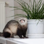Are Ferrets Hypoallergenic? What To Know About Ferret Allergies