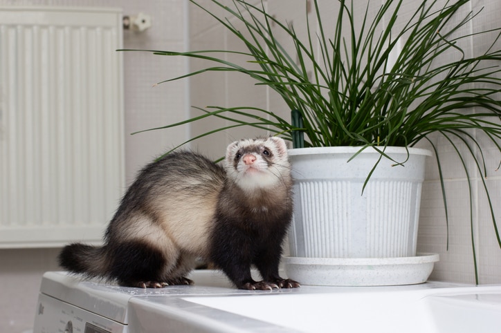 A pet ferret standing next to a plant looks at the camera.
