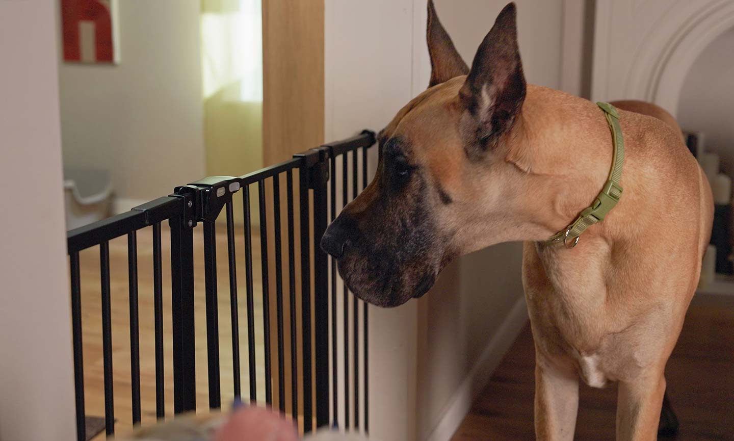 dog standing by gate