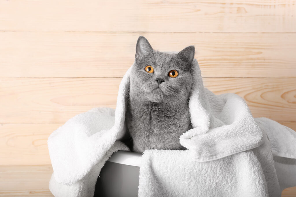 cat sits in a bathtub wrapped in a towel.