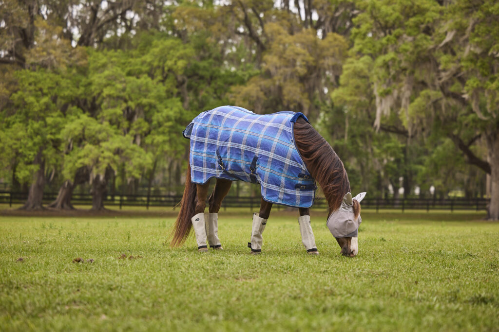 Horse in a pasture wearing a fly sheet and fly boots