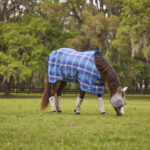 Fly Sheets vs Fly Spray: Which One is Better?