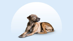 Plott Hound