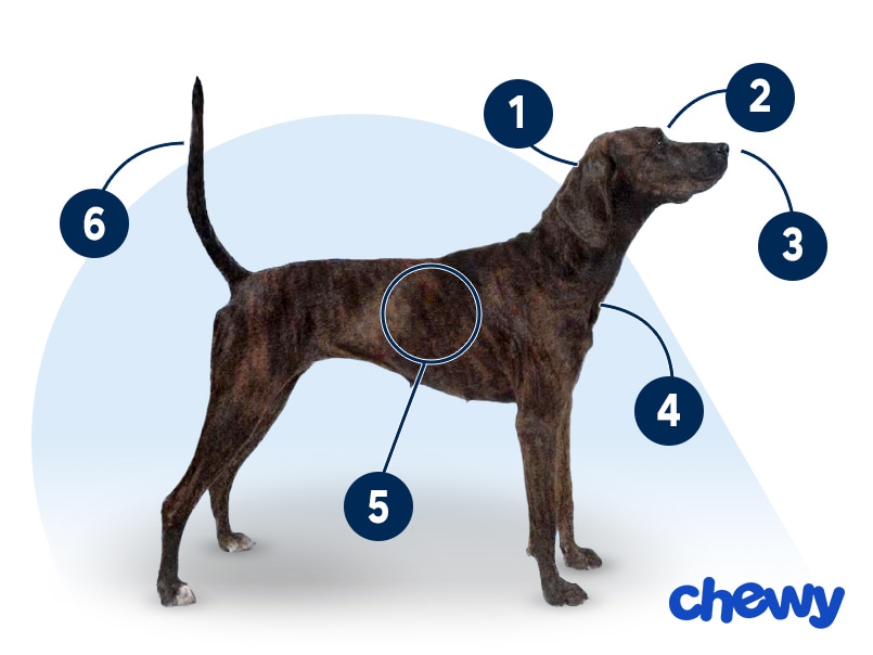 Photo of a Plott Hound
