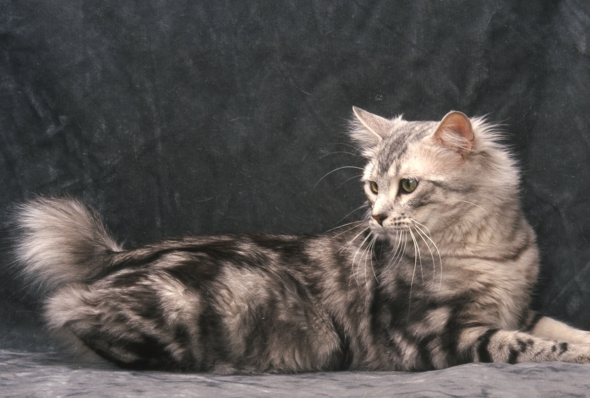 A silver American Bobtail cat lying down