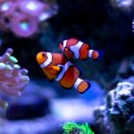 UV Filters for Fish Tanks and Ponds
