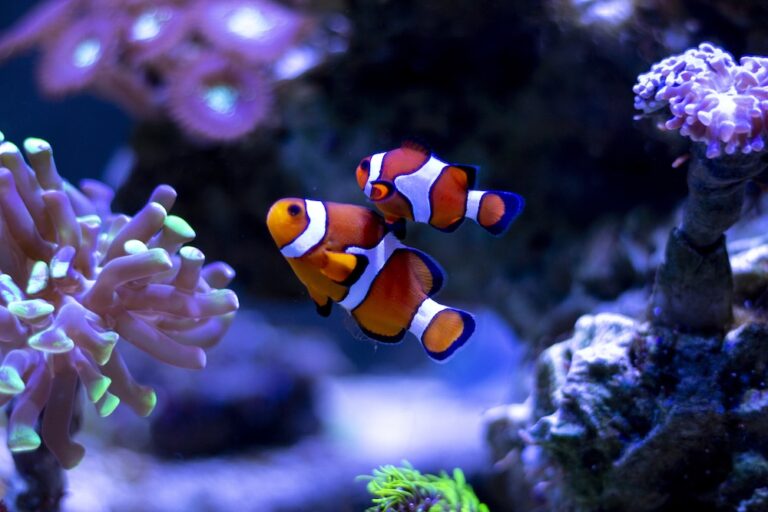 two clownfish swimming in an aquarium