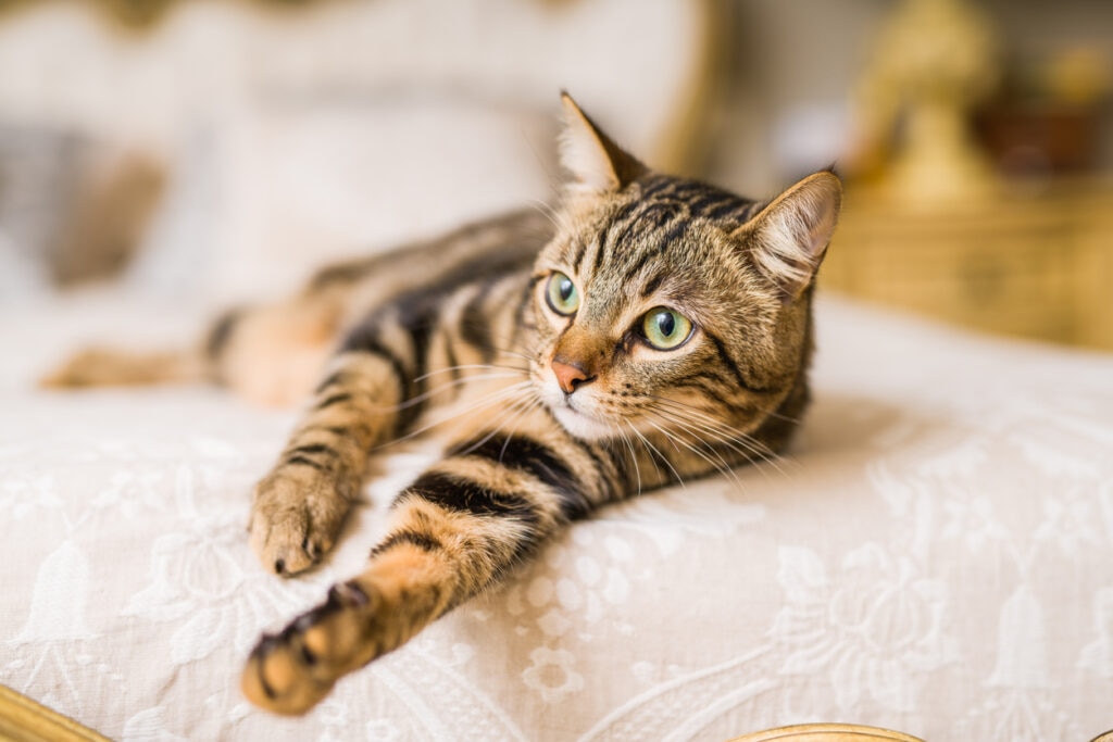 striped cat lying in bed