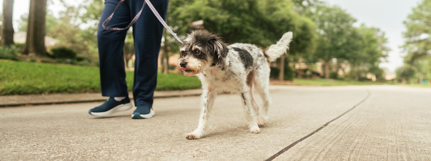 terrier dog on a walk