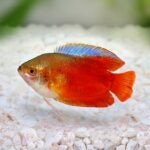 Fin Rot in Fish: Signs, Causes, Treatment, and Prevention