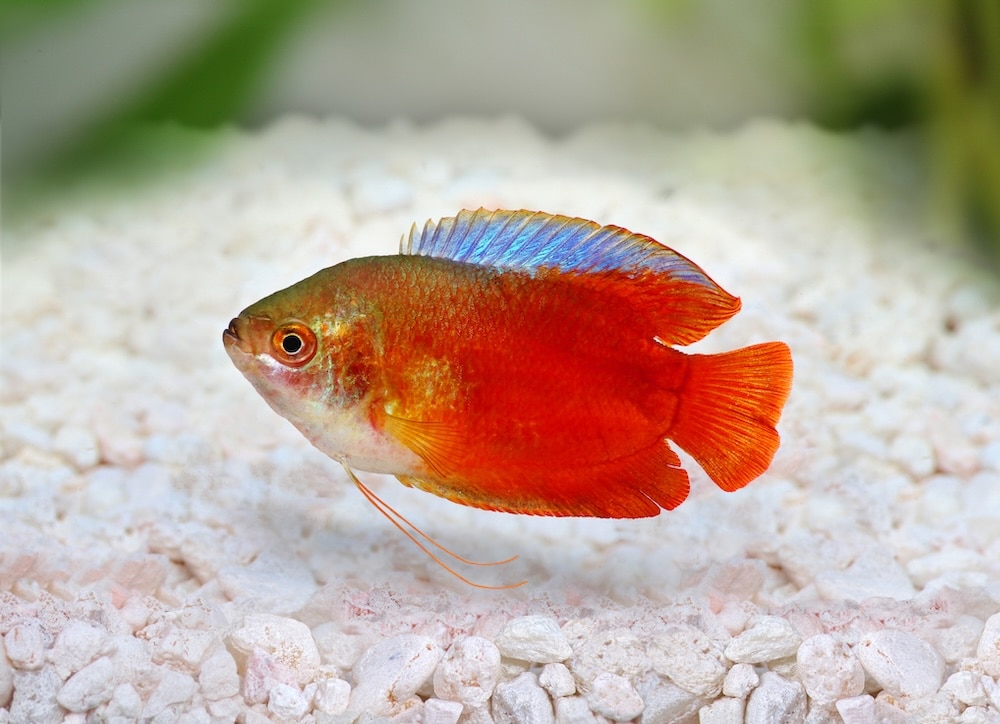 orange fish swimming in tank