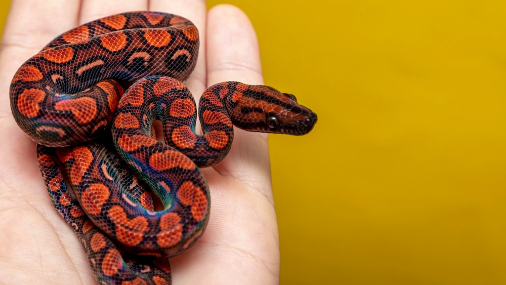 Brazilian rainbow boa being held