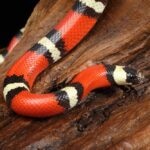 Milk Snake Care Sheet