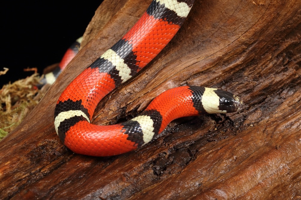 pet milk snake slithering