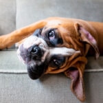 What Is Hemp Oil for Dogs?