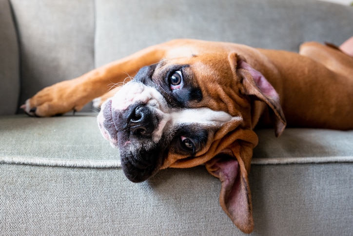 A Boxer lies on her side on a gray sofa and looks at the camera.