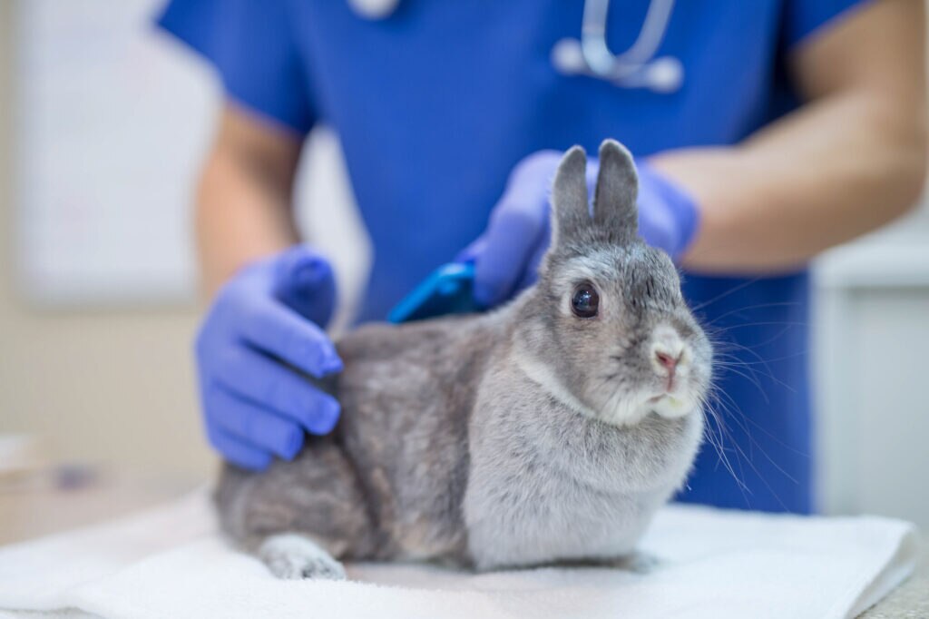 cancer in rabbits; a veterinarian examines a rabbit.