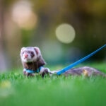 How To Walk a Ferret—And When It’s Safe To Go Outside
