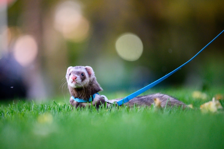 A brown and white ferret on a bright blue leash lies in the grass.