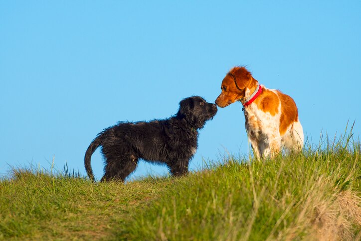 A black Terrier and an Irish Setter touch noses in a meadow in front of a blue sky.