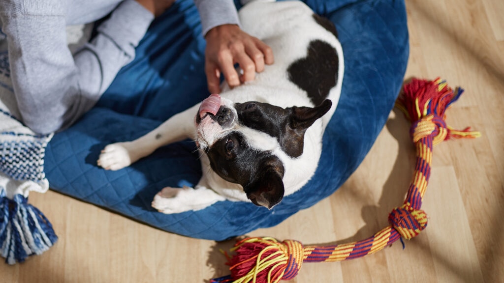Proin for dogs, dog laying
