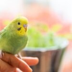 Small Hookbill Care Sheet