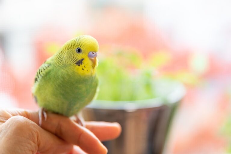 budgie perches on human hand