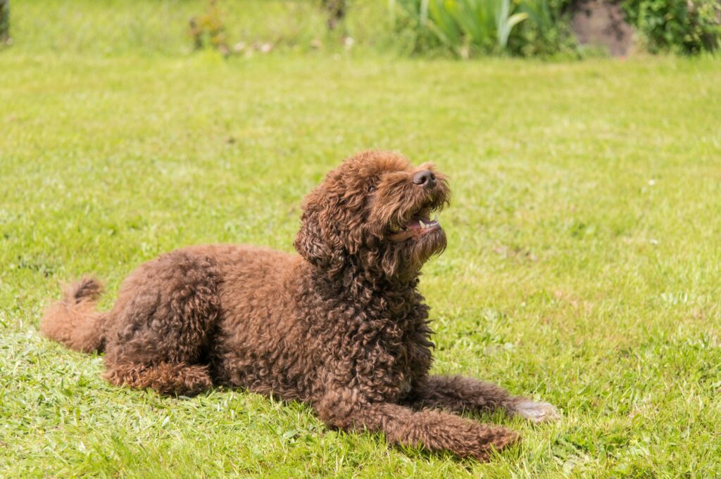 brown curly-haired barbet dog lying in grass and looking up