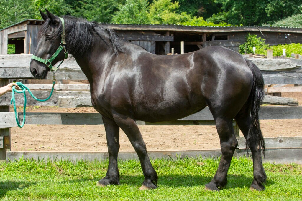Shiny black Percheron horse standing in profile