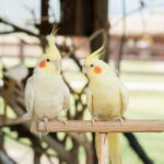 Medium Hookbill Care Sheet