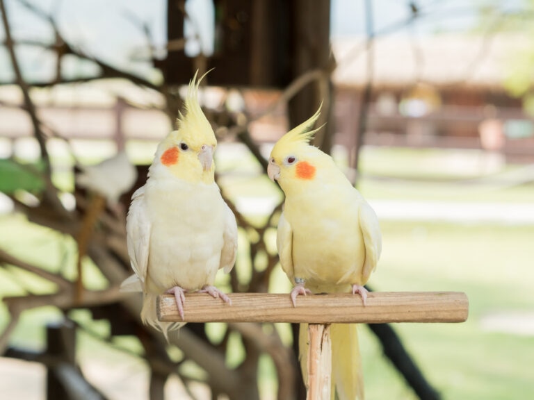 two yellow cockatiels on a perch