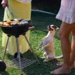 Summer BBQ Foods You Should Never Feed Your Dog
