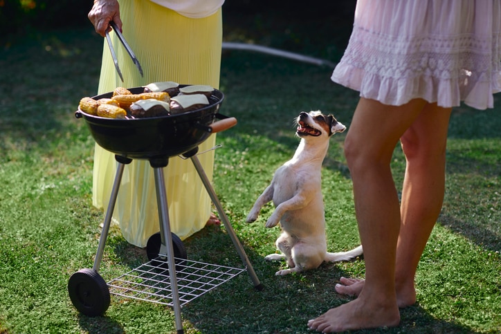 A Jack Russell Terrier sits up on his hind legs while his pet parent cookies corn and burgers on a small barbecue.