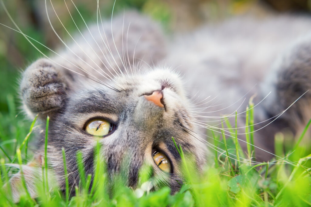 cat rolling in the grass