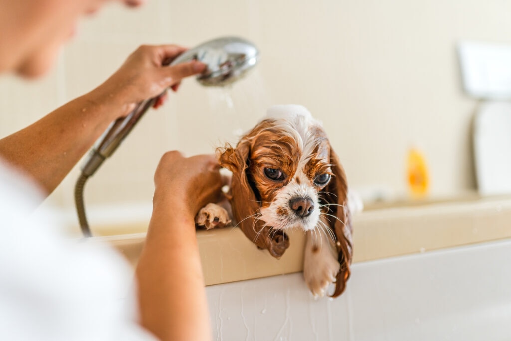 A small dog enjoys getting a bath