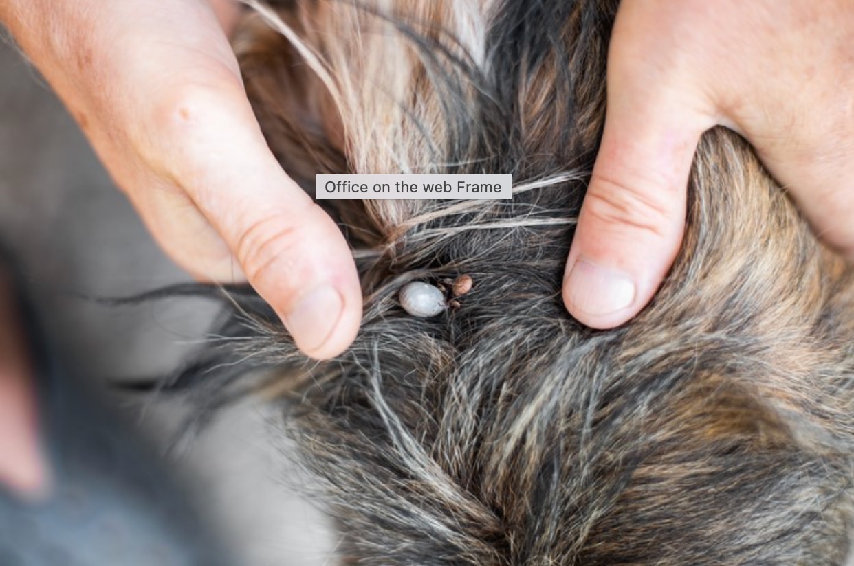 ticks