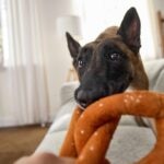 Can Dogs Eat Pretzels?