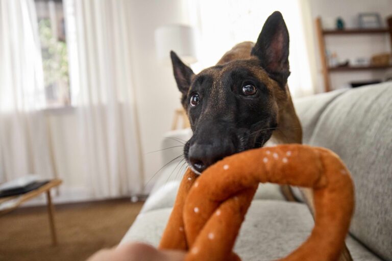 A short-haired black-and-brown dog with pointy ears tugs at a pretzel toy on the sofa.