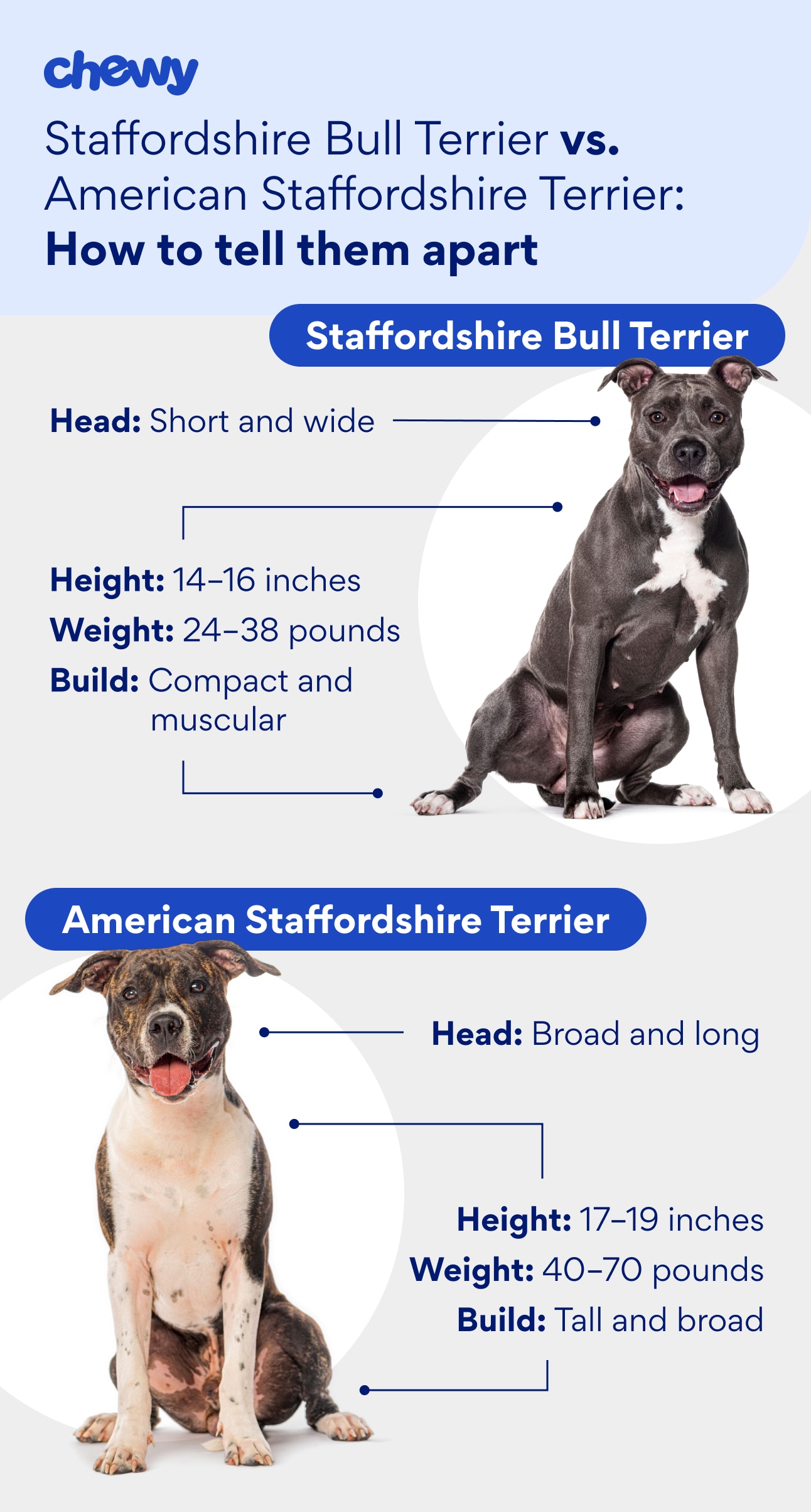 A graphic detailing how Staffies and AmStaffs look different