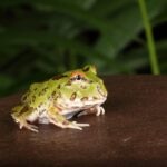 Pacman Frog Care Sheet