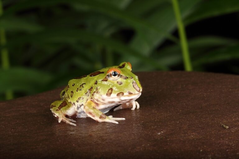 juvenile pacman frog sitting on table