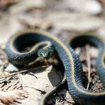 Garter Snake Care Sheet