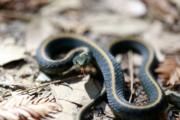 garter snake curled up in leaves