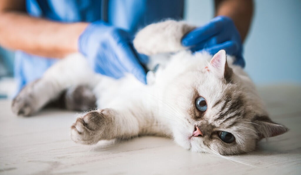 cat swollen lymph nodes; a cat is examined by their veterinarian.
